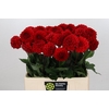 Dahlia Red Cap