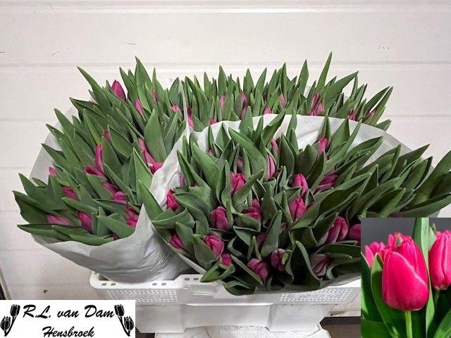 <h4>TU EN PINK ARDOUR</h4>