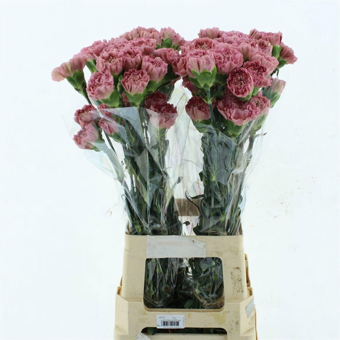 <h4>DI ST LEGE PINK</h4>