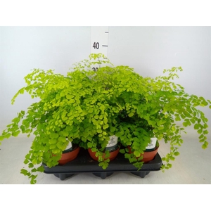 Adiantum raddi. 'Fragrans'