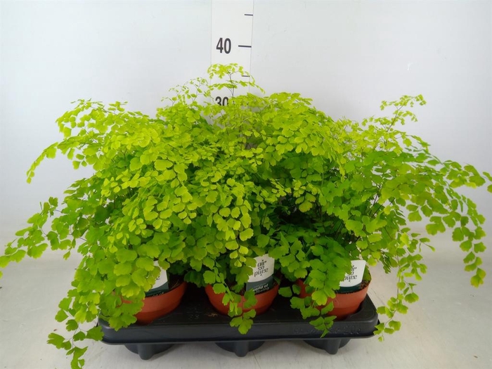 <h4>Adiantum raddi. 'Fragrans'</h4>