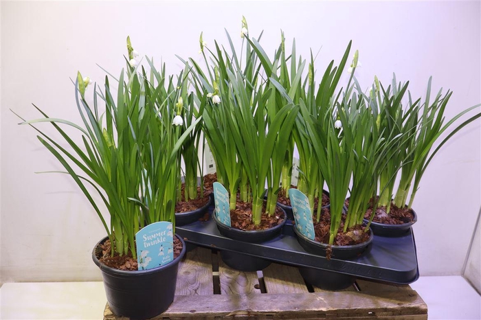 <h4>Leucoj Aestivum</h4>