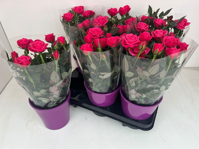 <h4>RO PURPLE STAR</h4>