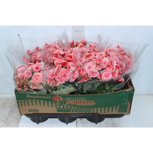 BEGONIA BORIAS P15