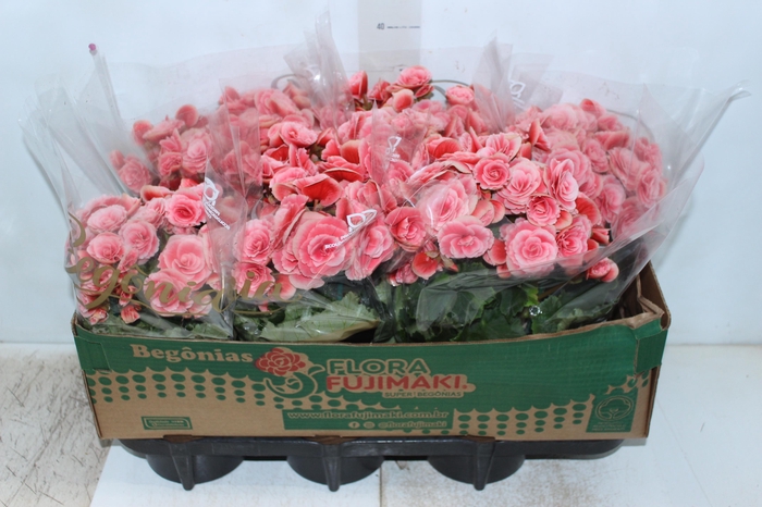 <h4>BEGONIA BORIAS P15</h4>
