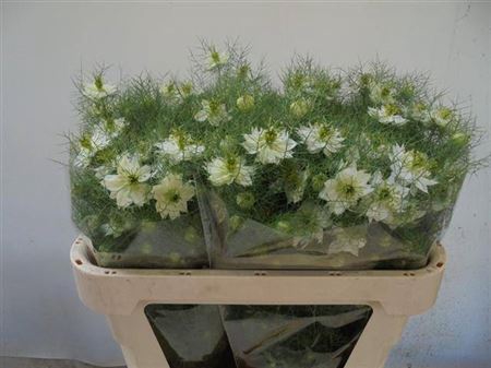 <h4>Nigella D Ov Wit Bs</h4>