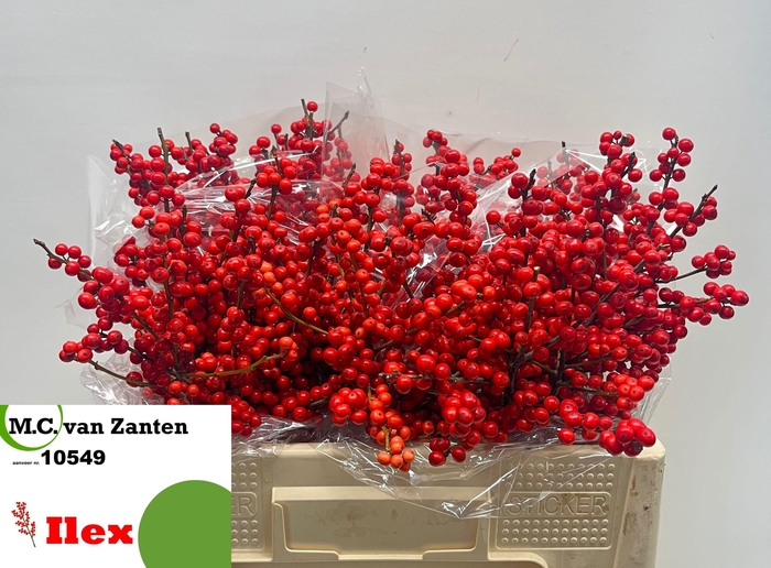 <h4>ILEX VE RODE BES</h4>