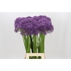 Allium Violet Beauty