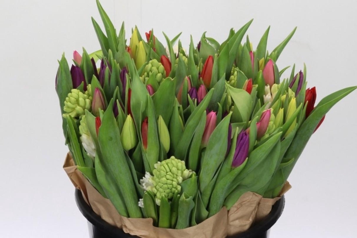 <h4>Tulip Other</h4>