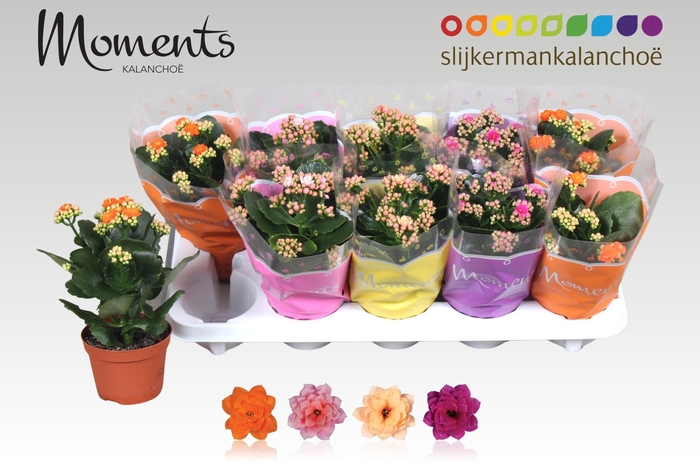 <h4>KAL GE GEM 4 KL</h4>