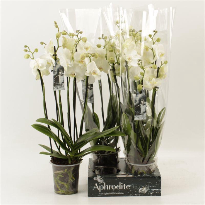 <h4>PHAL OV WIT</h4>