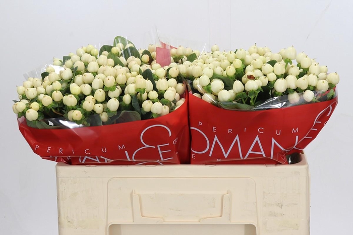 Hypericum Cool Romance