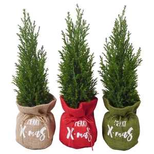 PTK25137 Ellwoodii in jute mix