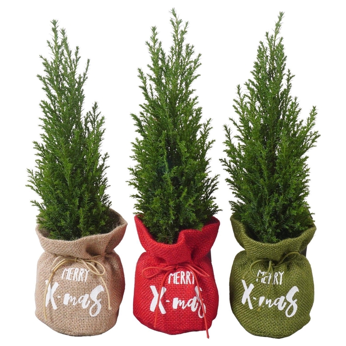 <h4>PTK25137 Ellwoodii in jute mix</h4>