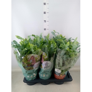 Phlebodium aureum 'Blue Star'