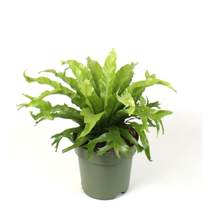 Asplenium nidus Crissie