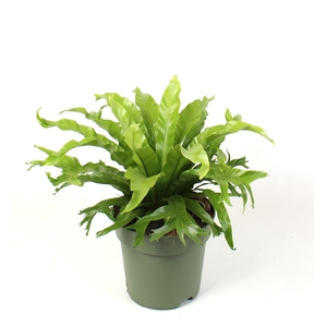 Asplenium nidus Crissie