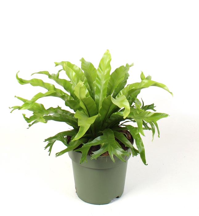 <h4>Asplenium nidus Crissie</h4>