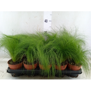 Stipa tenuifolia