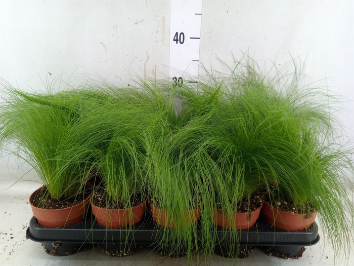 <h4>Stipa tenuifolia</h4>
