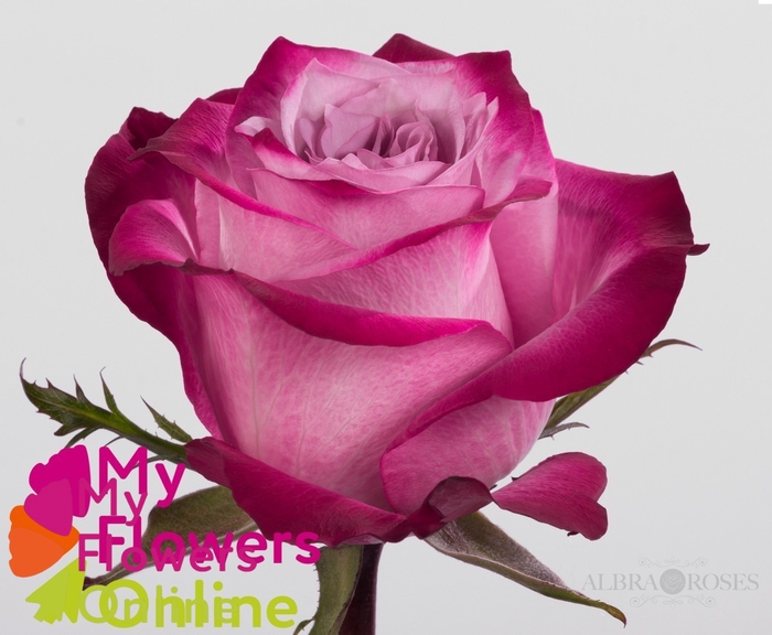 <h4>R Gr Deep Purple Lavander 60cm EC</h4>