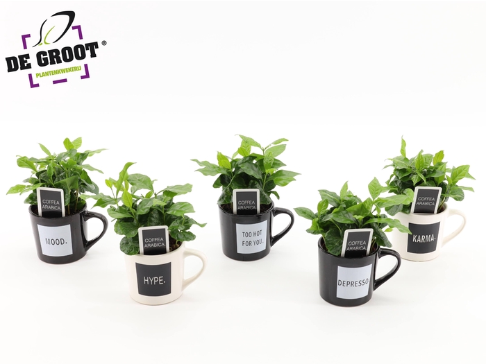 <h4>Coffea in koffiemok "Quotes"</h4>