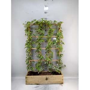 Hedera helix 'Goldchild'