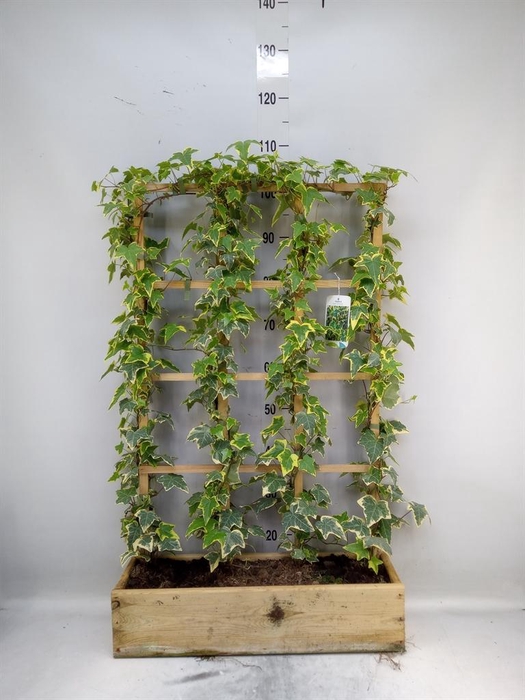 <h4>Hedera helix 'Goldchild'</h4>