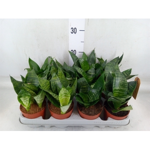 Sansevieria trifa. 'Hahnii'