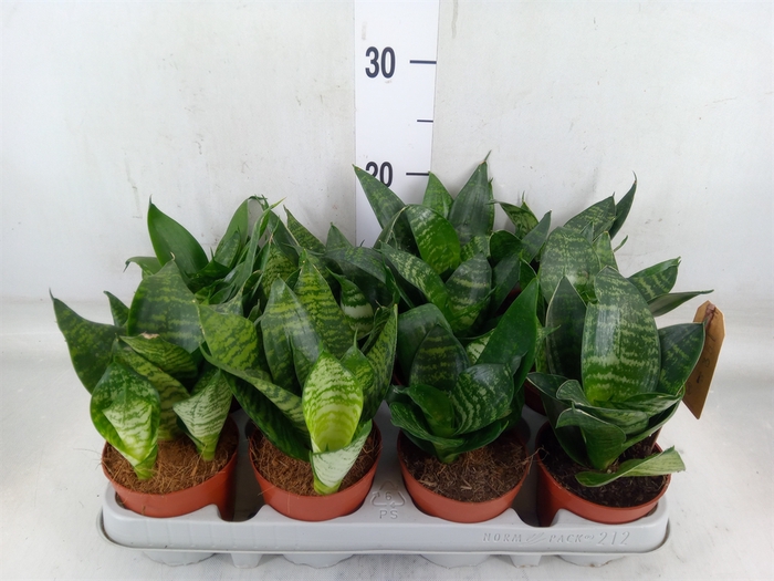 <h4>Sansevieria trifa. 'Hahnii'</h4>