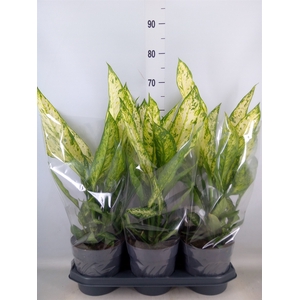 Dieffenbachia  'Vesuvius'
