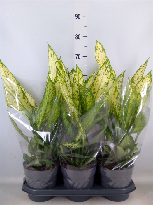 <h4>Dieffenbachia  'Vesuvius'</h4>
