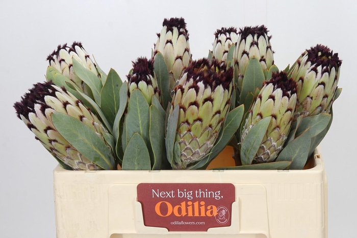 <h4>Protea Barbigera Snow Princess</h4>