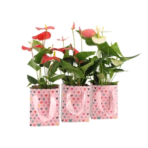 2501090: Solutionss Lovess Anthurium