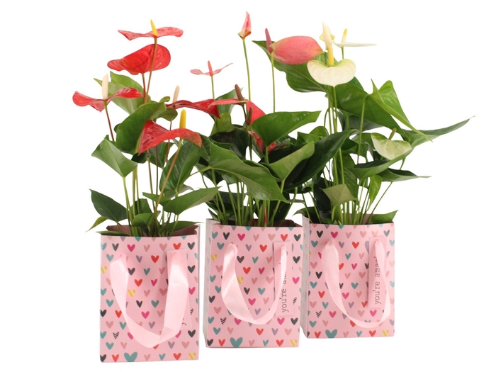 <h4>2501090: Solutionss Lovess Anthurium</h4>