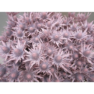 Eryn Orion Licht Rose L50