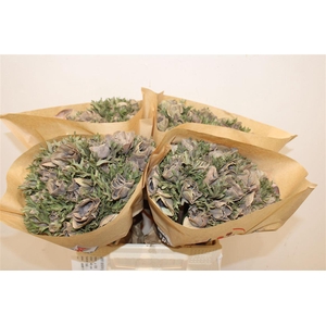 Anem Marianne Powder Brown