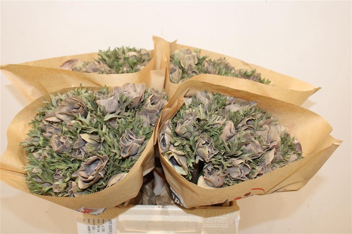 <h4>Anem Marianne Powder Brown</h4>