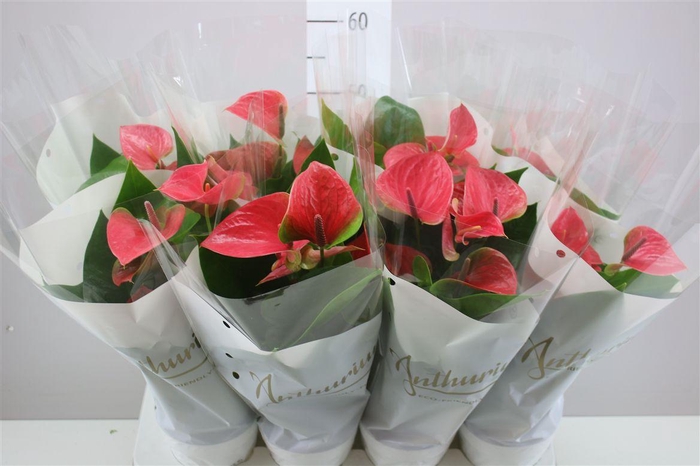 <h4>Anth An Pink Champion</h4>