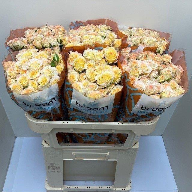 <h4>Rosa TR 'Sweet Chablis' BRAAM</h4>