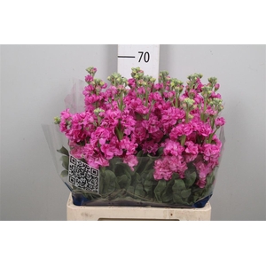 Matth Iron Deep Pink