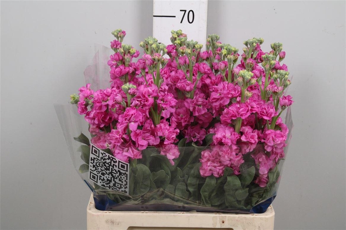 <h4>Matth Iron Deep Pink</h4>