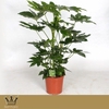 Fatsia japonica