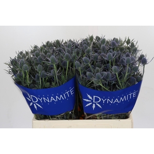 Eryngium Blue Dynamite