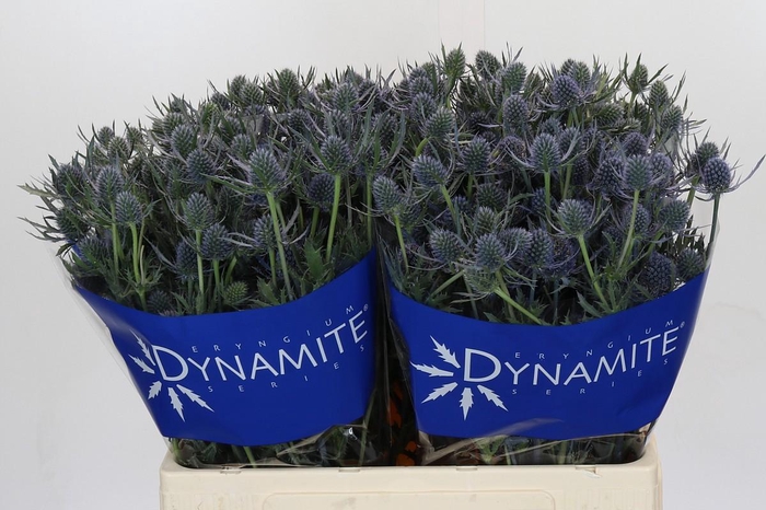 <h4>Eryngium Blue Dynamite</h4>