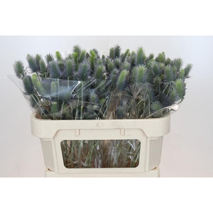 Eryngium Electric Dynamite