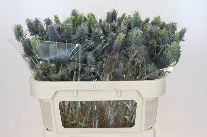 <h4>Eryngium Electric Dynamite</h4>