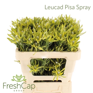 Leucad Pisa Spray