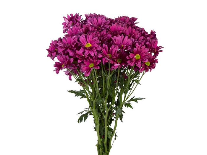 <h4>CRISANTEMO SINGER 070 CM</h4>
