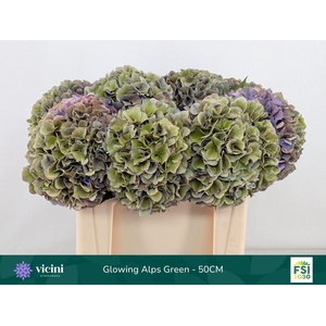 Hydrangea  'Glowing Alp Purple'  CL